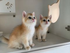 -东方名猫馆·英短金渐层布偶猫舍(环线广场1号楼店)