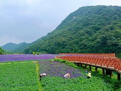 -广州市石门国家森林公园