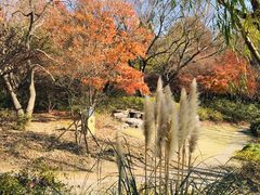 -上海滨江森林公园