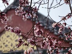 -桃花堤公园