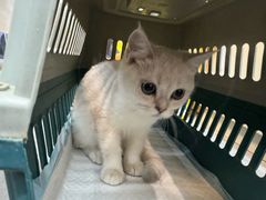 -唐小姐の私宠·宠物洗护美容·撸猫馆·购宠(周浦万达旗舰店)