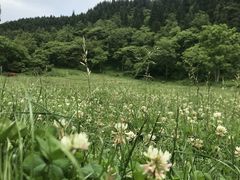 -武陵山森林公园