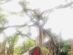 -瑞丽独树成林风景区