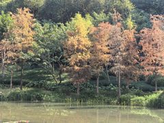 -云溪植物园