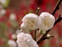 -桃花涧