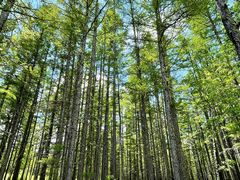 -阿尔山市大兴安岭奥伦布坎景区