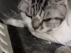 -宠福鑫康馨动物医院·骨科·眼科