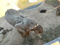 -西霞口神雕山野生动物世界