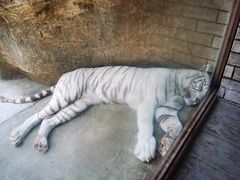 -盡膳口福跷脚牛肉火锅(北美新天地店)