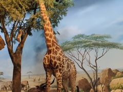 -陕西自然博物馆