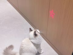 -猫十亿·布偶金渐层·曼基康矮脚猫舍(青年路店)