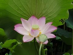 -荔湾湖公园