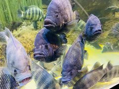 -上海海洋水族馆