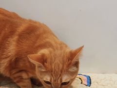 -是阿柴呀！柴犬咖啡·爱喵喵猫咖