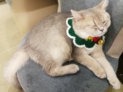-逗柴咖啡屋·狗咖猫咖宠物桌游