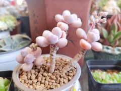-曲阳花鸟市场(曲阳路店)