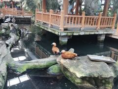 -南宫五洲植物乐园