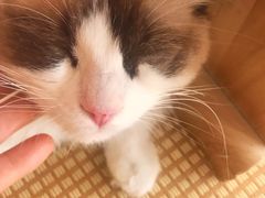 -喵屿·大理花园猫咖