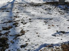 景点-北京麋鹿生态实验中心