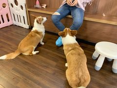 -柯斗斗主题餐厅·狗咖·围炉煮茶·茶饮(国瑞升平里店)