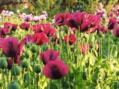 -国家植物园南园