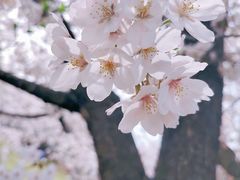 -顾村公园
