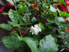 -西木兔(大圆祥店)