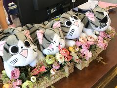 -宠爱国际动物医院·消化内科·心肾内科·ISFM猫友好(望京店)