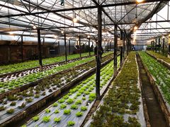 -Ohkajhu Organic Farm Sansai