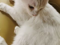 -东方名猫馆·英短金渐层布偶猫舍(环线广场1号楼店)