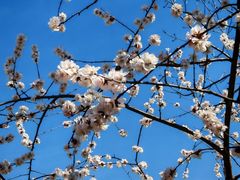 -桃花堤公园