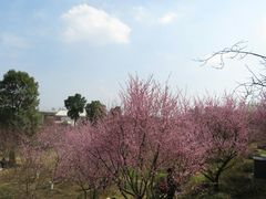 -秀丽东方