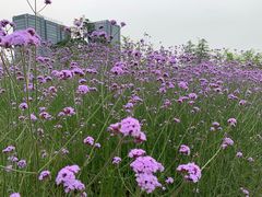 -杭州城北体育公园