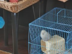 -志龙皇冠吃货椰子铺