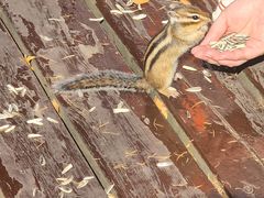 -莫尔道嘎国家森林公园