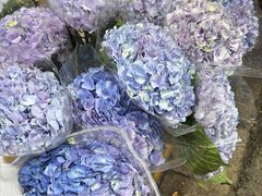 -循礼门鲜花花市(武汉循礼门店)