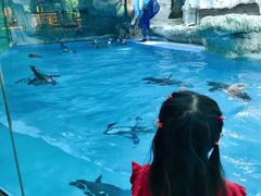 -帝企鹅自助餐厅•儿童岛•真企鹅(长隆企鹅酒店)