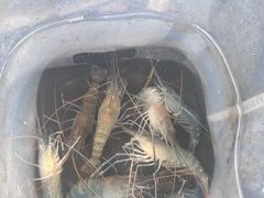 -DGE季风钓虾营地·团建·聚会