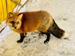 -宫城藏王狐狸村