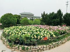 -神州牡丹园