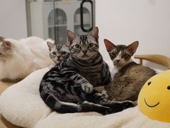 -有喵·猫咖·狗咖·30几只猫10只小狗(岗厦店)
