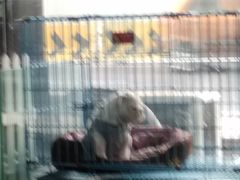 -佳百利宠物(荣乐中路115弄小区店)