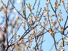 -荔枝公园(福田区)