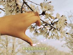 -天王浮山樱花园