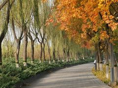 -大兴滨河森林公园