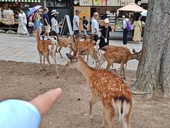 -奈良公园