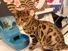 -Let's go狗咖·猫咖·奶狗·桌游(春熙路IFS店)