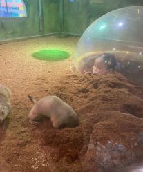 点击看大图 -宝燕乐园(闵行旗舰店)