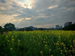 -光明小镇欢乐田园