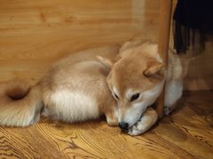 -柴务处·柴犬主题狗咖